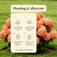 thumbnail image 4 of Hydrangea Shrub, Shade Plant for Gardens-Easy Grow-Low Maintenance-Ideal for Beds Borders, Plant Pots & Planters, 4 of 5