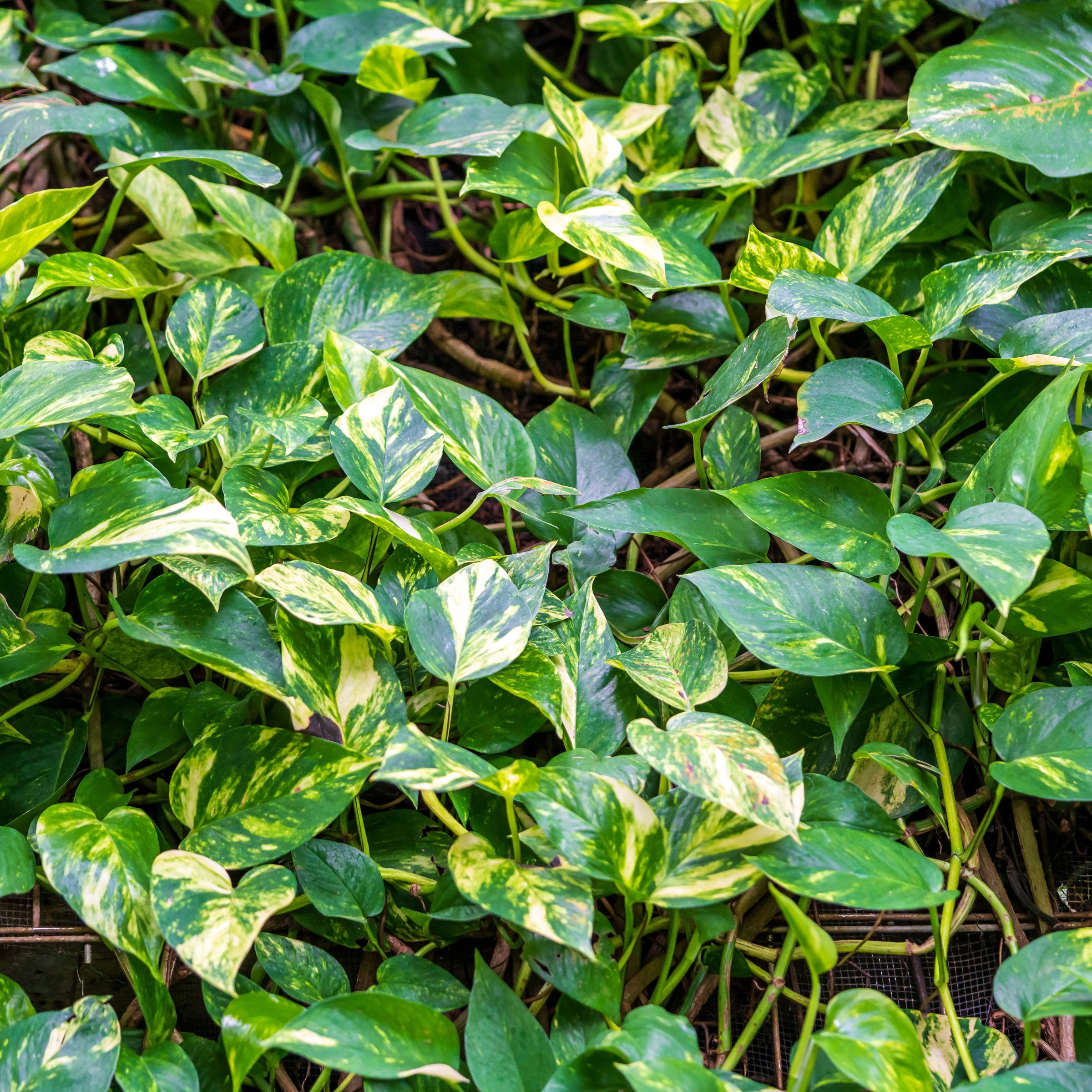 4 in. Pothos Golden Plant in Grower Container (3-Pack)