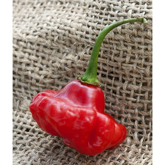 Aji Dulce 2 Venezuelan National Pepper Premium Seeds Packet