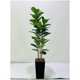 thumbnail image 1 of 5 ft de altura artificial qinye banyan tree con negra planter fake tree con natural wood trunk para indoor oficina sala de estar home decor featuring faux ficus tree y fake moss, 1 of 8