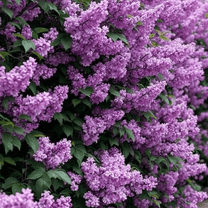 Common Lilac Plant, Common Lilac Bush Live, 4 Inch in Pot, Outdoor Growing