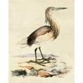 thumbnail image 2 of Unknown 12x14 Black Ornate Wood Framed with Double Matting Museum Art Print Titled - Antique Heron I, 2 of 4
