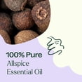 thumbnail image 5 of Plant Therapy Allspice Essential Oil 10 mL (1/3 oz) 100% Pure, Undiluted, Natural Aromtherapy, 5 of 9