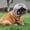 DD, variant on Funny Pet Wig Headband for Dogs & Cats, Soft Pet Cosplay Costume with Adjustable Straps, Cute Costume Accessory for Photos, Parties & Holidays, for Small Medium Large Dogs Cats Unique Gift