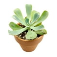 thumbnail image 5 of Echeveria Raindrops (2"+ Plastic Pot) - Tiny, Lovely, Easy to Care Succulents - Live Succulents for Home Office, 5 of 7