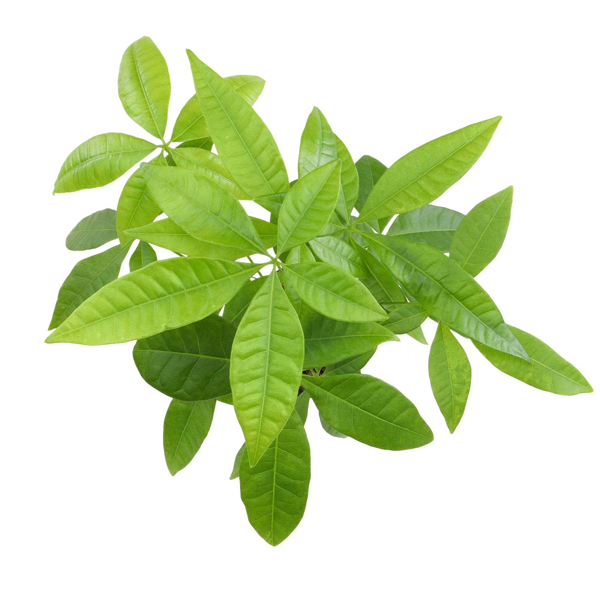 Money Tree Plant In 6 Inch Soft Pink Pot - Approx. 1.5 Feet Tall, Pet Friendly, Easy Care Indoor Houseplant