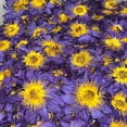 thumbnail image 5 of Premium Blue Lotus Whole Flower Petals, Organic Loose Leaf Tea, Natural Dried Edible Flowers Herbal Tea Drink for Relaxation - 100 grams, 5 of 6