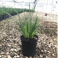 thumbnail image 5 of Expert Gardener African Iris (2.5 Quart) White Blooming Evergreen Perennial - Full Sun Live Outdoor Plant, 5 of 5