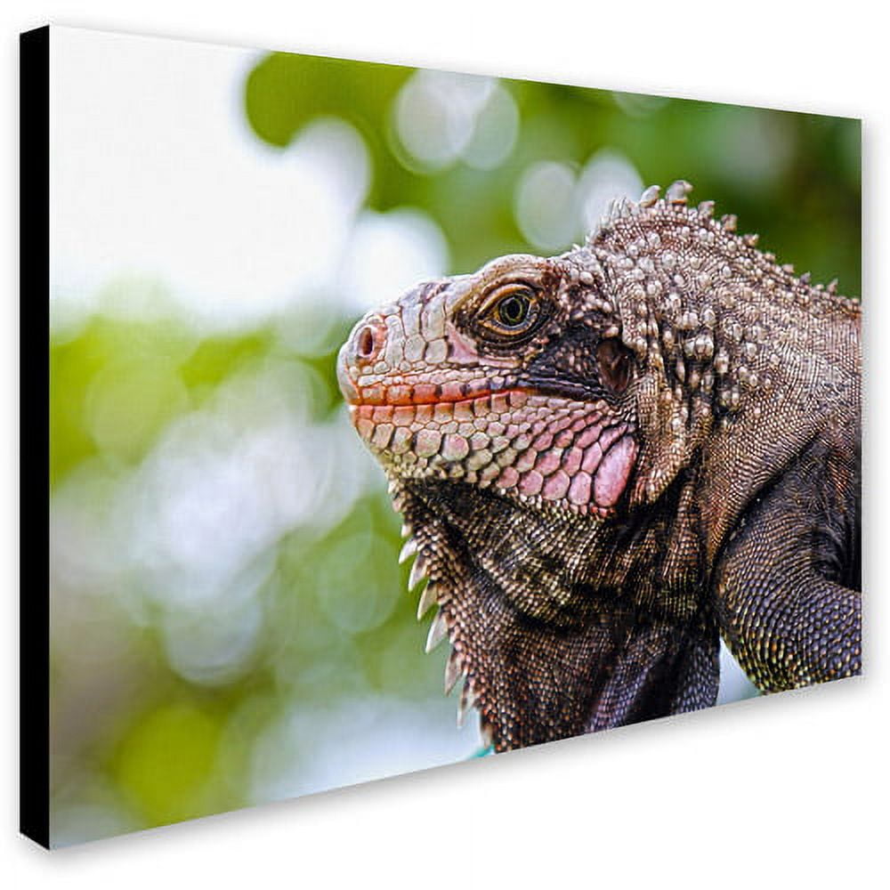 Trademark Fine Art "Virgin Islands 9" Canvas Art by CATeyes