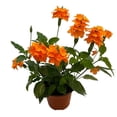 thumbnail image 5 of planta obelisco 35 lt, 5 of 5
