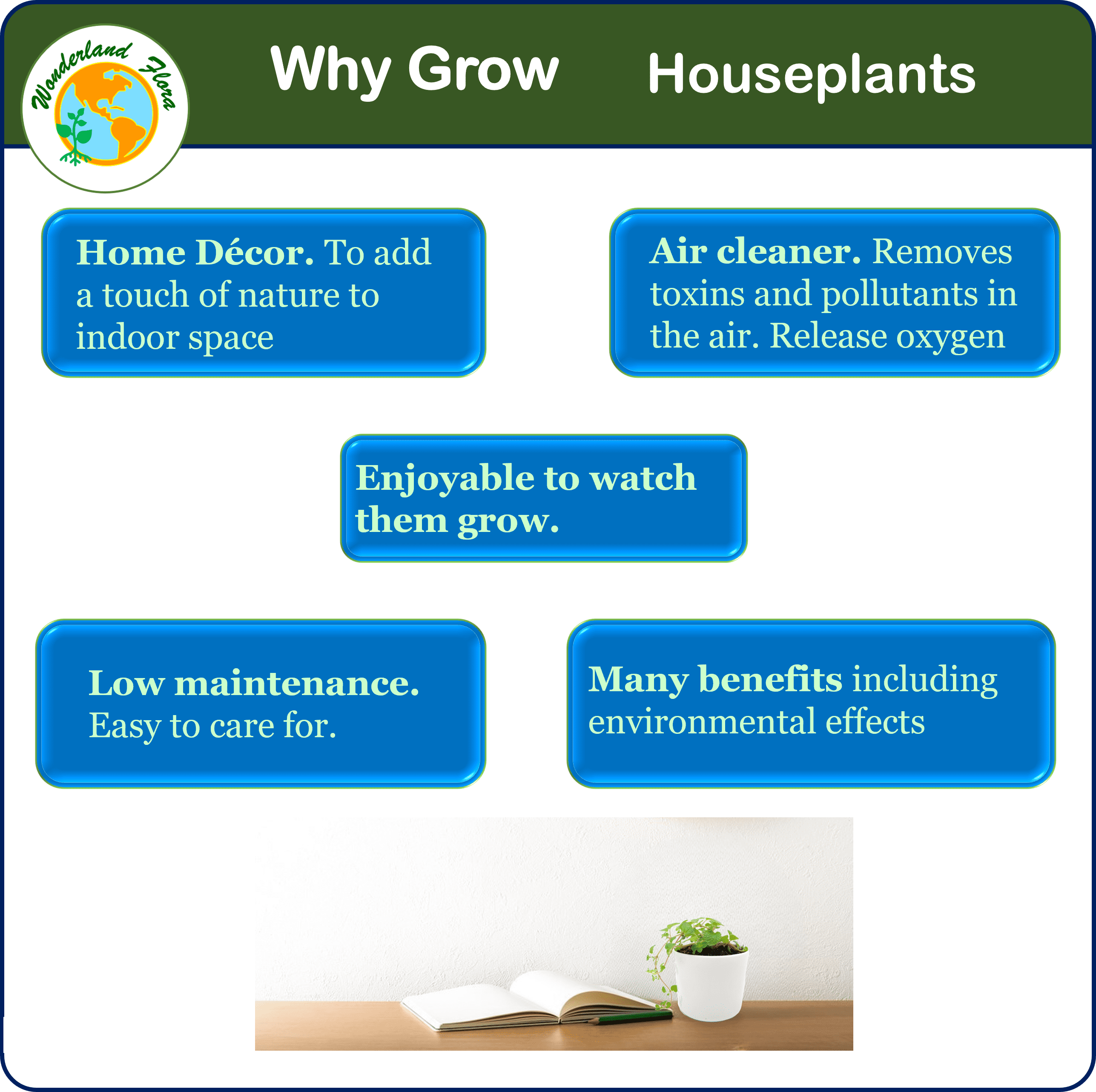 6PK 3”-Pot Live Plant Collection, No Duplicates for up to Three Packs (18 Plants), Live Indoor Houseplants, Live House Plants, Easy to Grow, Indoor Gardening, Home Décor, Office Décor, Gifts