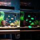 thumbnail image 5 of Juego de figuras de tortuga de resina, 30 unidades, que brillan en la oscuridad, 10 colores, 5 of 6