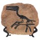 thumbnail image 1 of Simulación de fósil de dinosaurio, artesanía decorativa, adorno fósil de resina, mini fósil de dinosaurio de escritorio., 1 of 6