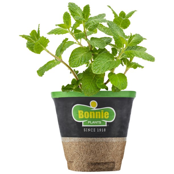 Bonnie Plants Sweet Mint (Live Plant)