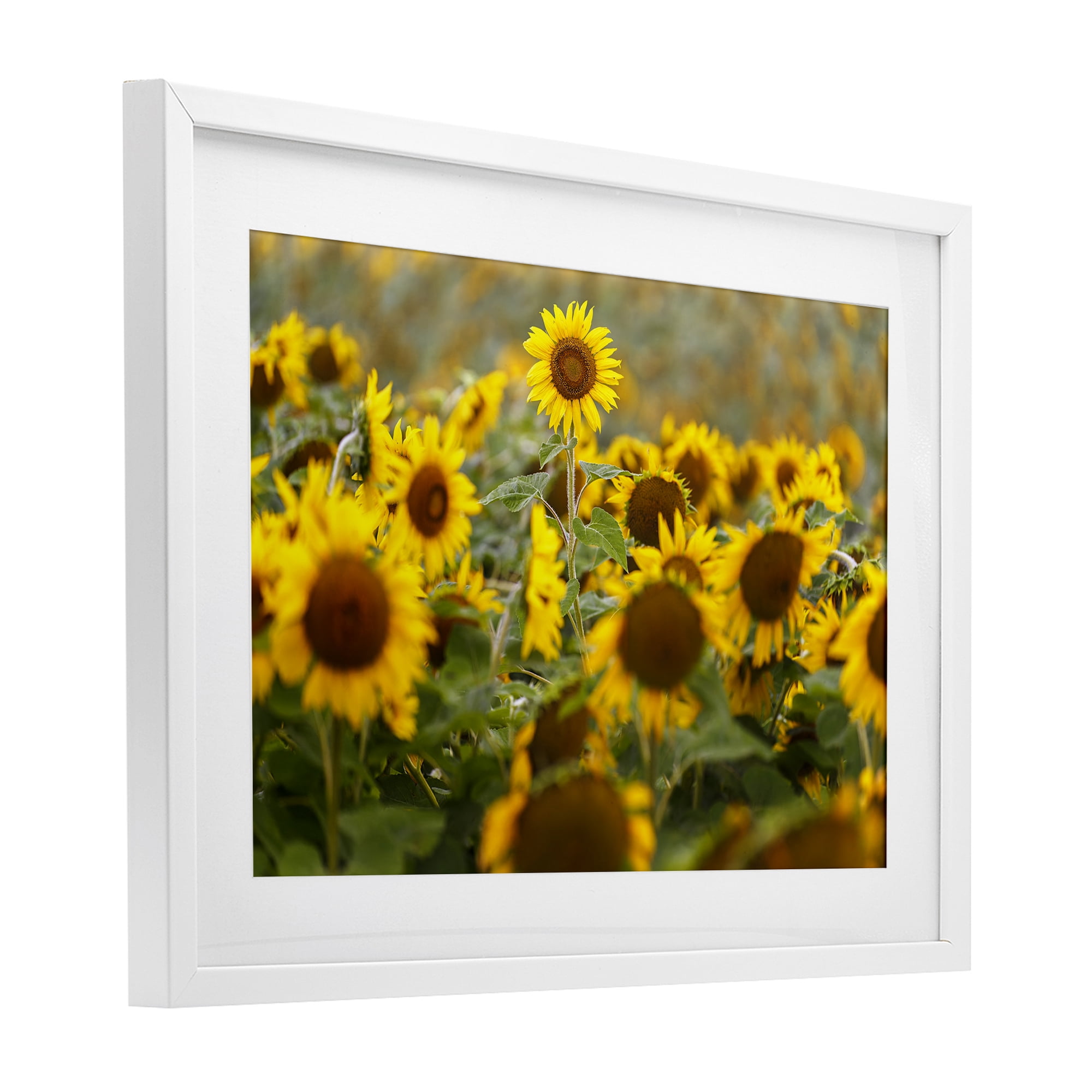 Central Sunflower in Meadow White Framed Print Under Glass, design by Andy Crawford
