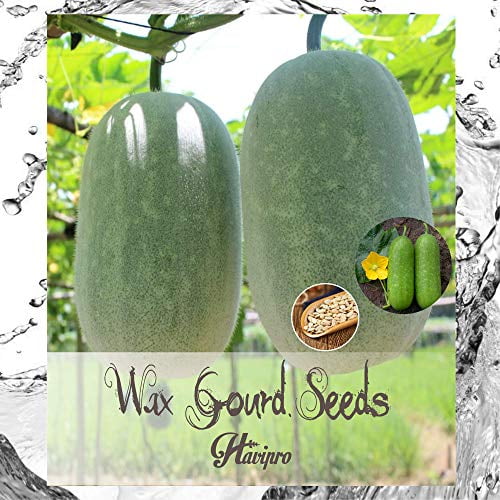 Can Dogs Eat Winter Melon