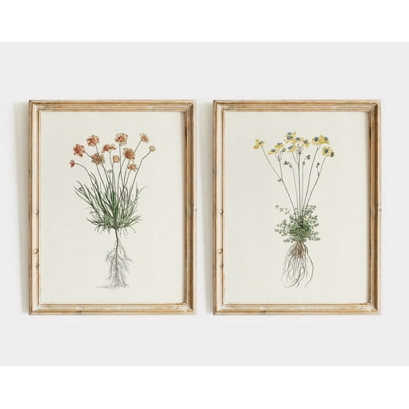 Luvia Set Of 2 Vintage Flower Prints, Botanical, Floral Posters With Roots, Plant Study, Farmhouse Decor, Modern Wall Decor Set 2 Prints 8x12 UNFRAMED