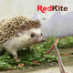 thumbnail image 3 of Snack Larva de Mosca Soldado RedKite para Hurones Erizos y Mapaches Proteína Alta, 3 of 3
