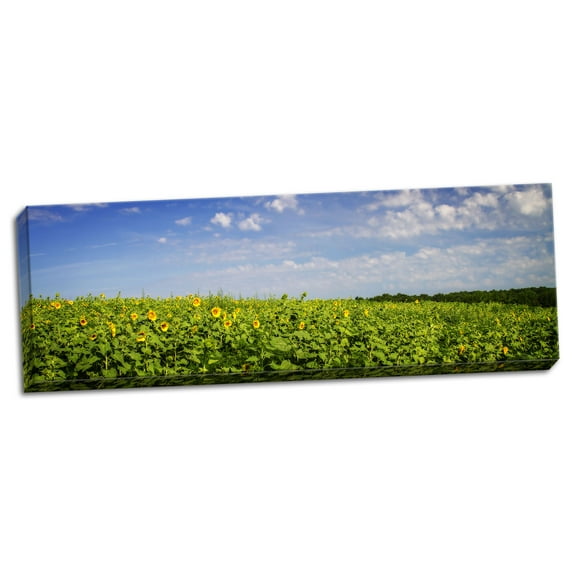 Gango Home Decor Contemporary Sunflower Fields I by Alan Hausenflock (Ready to Hang); One 20x8in Hand-Stretched Canvas