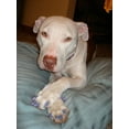 thumbnail image 4 of Pretty Claws Confetti Glitter Nail Caps for Dogs - Large Size - 60 Pack ~ Stylish, 4 of 4