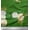 Forest Green, variant on Soimoi Red Cotton Duck Fabric Leaves & Faith Rose Floral Decor Fabric Printed Yard 44 Inch Wide