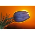 thumbnail image 2 of Jaynes Gallery 18x14 White Modern Wood Framed Museum Art Print Titled - Canada-Manitoba-Winnipeg Prairie crocus backlit at sunrise, 2 of 4
