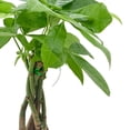 thumbnail image 3 of Arcadia Garden Products Live Money Tree in 4.5" Cork Pot Round, Black, 3 of 4