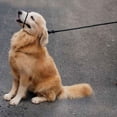 thumbnail image 3 of Multifunctional Figure 8 Padded Head Halter Walking Training Leather Stopper Slip Lead Dog Rope Leash (Turquoise), 3 of 8
