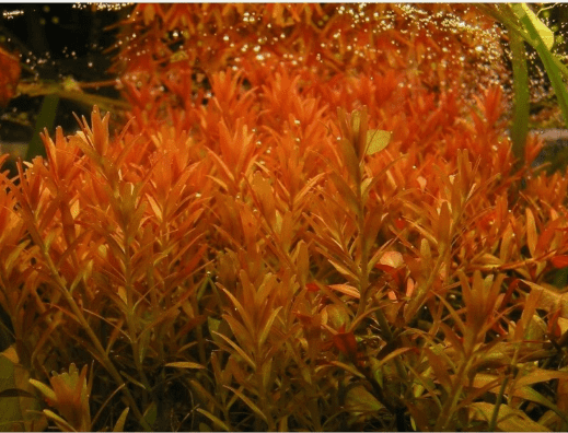 Rotala Rotundifolia RED Live Aquarium Plant Aquatic Plant