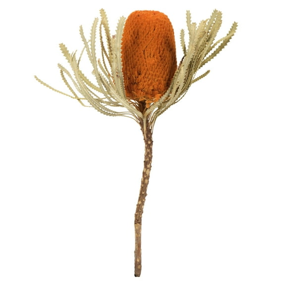 Vickerman 12" Jumbo Autumn Banksia Flower with Stem, Natural Preserved Dried Plant for Wedding Bouquets Home Decor or Everyday Arrangements 3 Per Pack