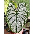 thumbnail image 6 of Blue Buddha Farm: White Christmas Caladium (2 Bulbs) - Easy to Grow Indoor or Outdoor Perennial Plant, 6 of 9