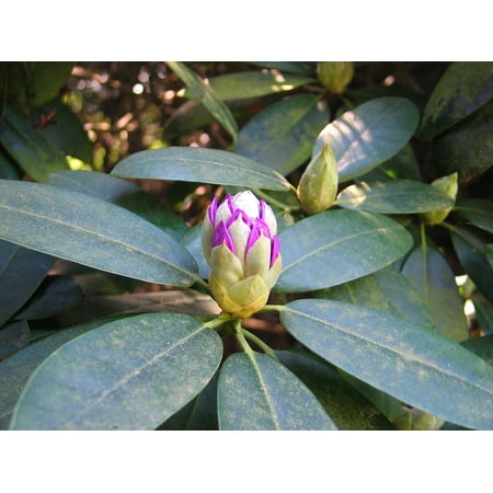 - Peel-n-Stick Poster of Summer Garden Rhododendron Bud Shade Poster 24x16 Adhesive Sticker Poster Print