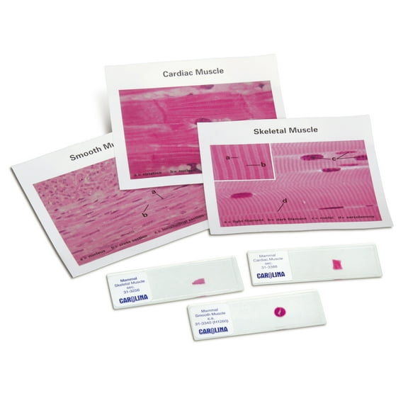 Discovering Muscle Types Self-Study Unit, Microscope Slide Set