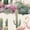 Color 4, variant on Peel and Stick Wallpaper Tropical Parrots Botanical 24in x 118in Contact Paper Removable Self Adhesive Wall Mural Wall Decor for Bedroom Kitchen Cabinets
