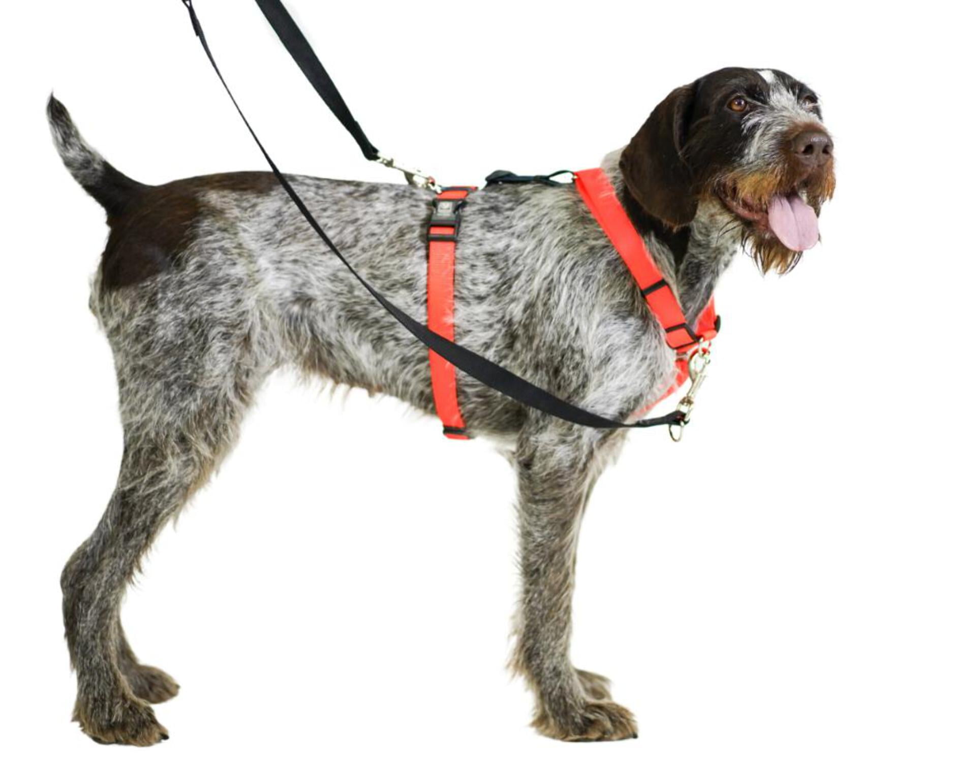 Blue-9 Buckle-Neck Balance Harness, Fully Customizable Fit No-Pull Harness, Ideal for Dog Training and Obedience, Made in The USA, Orange, Medium/Large
