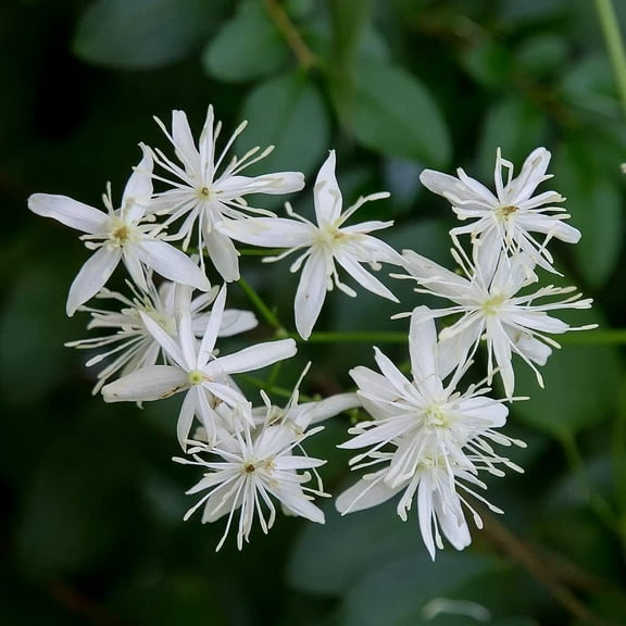 Clematis Sweet Autumn - Live Plant in a 4 Inch Growers Pot - Clematis 'Sweet Autumn' - Starter Plants Ready for The Garden - Beautiful White Flowering Vine