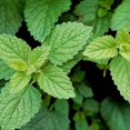 thumbnail image 2 of 3-Pack Mint Collection – Chocolate Mint, Lemon Balm & Peppermint – Live Herb Plants, 2 of 6