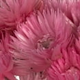 thumbnail image 3 of Vickerman 13-14" Light Pink Everlasting Flowers, approximately 23 blooms, Dried, 3 of 4