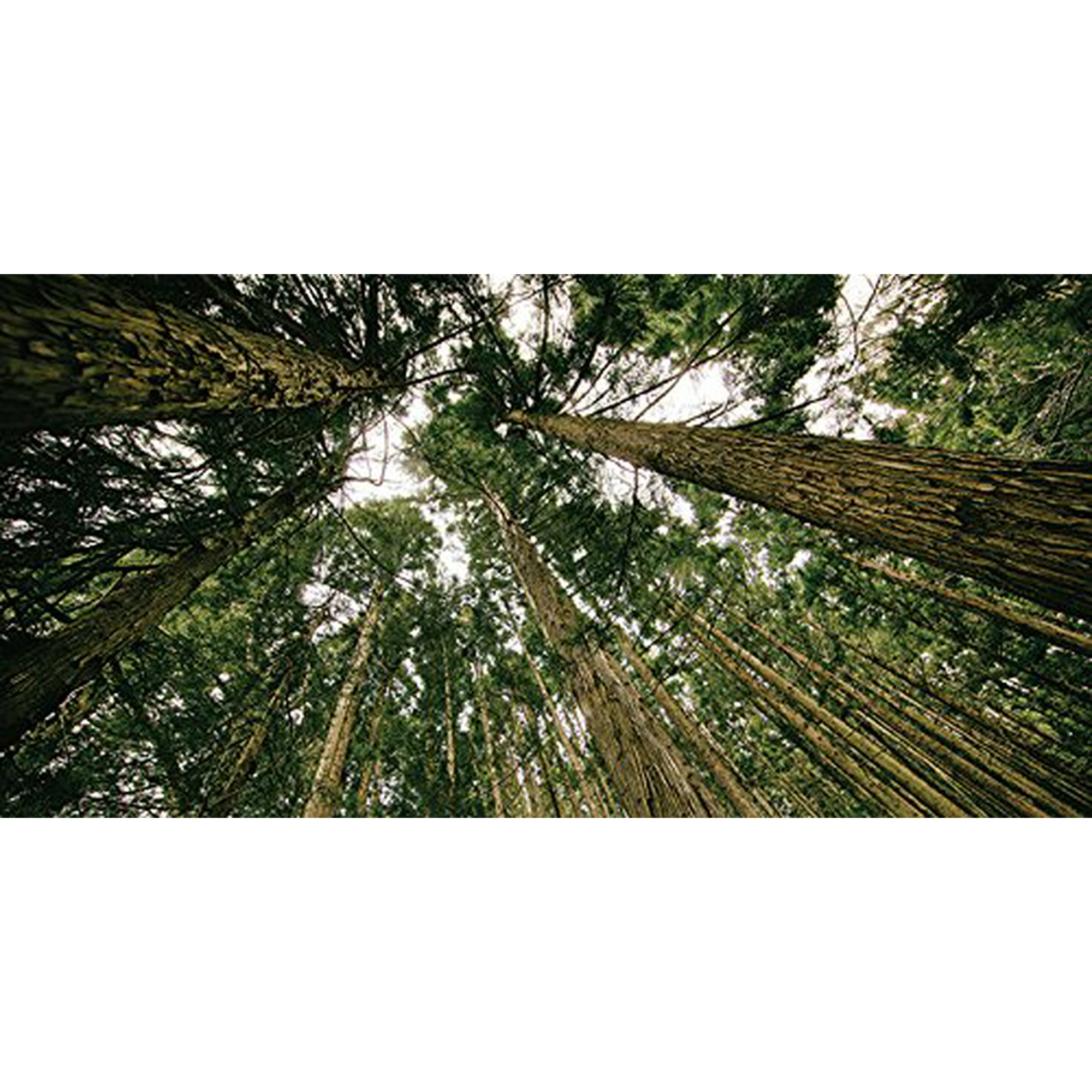 Forest Canopy Drop Ceiling Fluorescent Decorative Ceiling