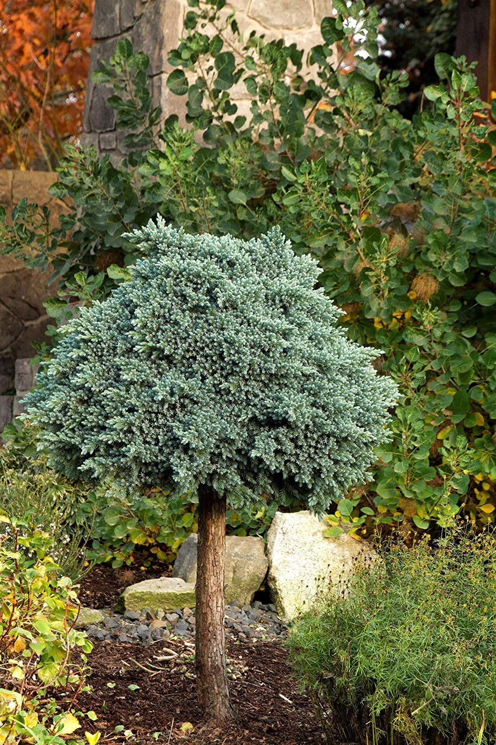 Blue Star Juniper - 10 Live Plants - Juniperus Squamata - Low Maintenance Evergreen Groundcover