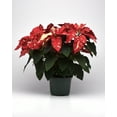thumbnail image 4 of Holiday Time 2.0QT Multicolor Poinsettia Live Plant Decorative Pot Cover, 4 of 8