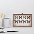thumbnail image 1 of GAXIRE 1 Ensemble de Boîte d'Observation d'Insectes Transparente en Bois pour Décoration Maison Collectionneurs, 1 of 7