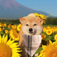 thumbnail image 5 of Bufanda lavable para perro, pañuelo cuadrado para perro, pañuelo ajustable para mascotas, pañuelo para perros medianos y grandes, 5 of 5