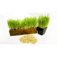 thumbnail image 2 of Thunder Acres Cat Grass Blend - Wheat, Barley, Oats, and Rye Seed Mix - Non-GMO - Certified Organic - Bonus CAT Toy, 2 of 2