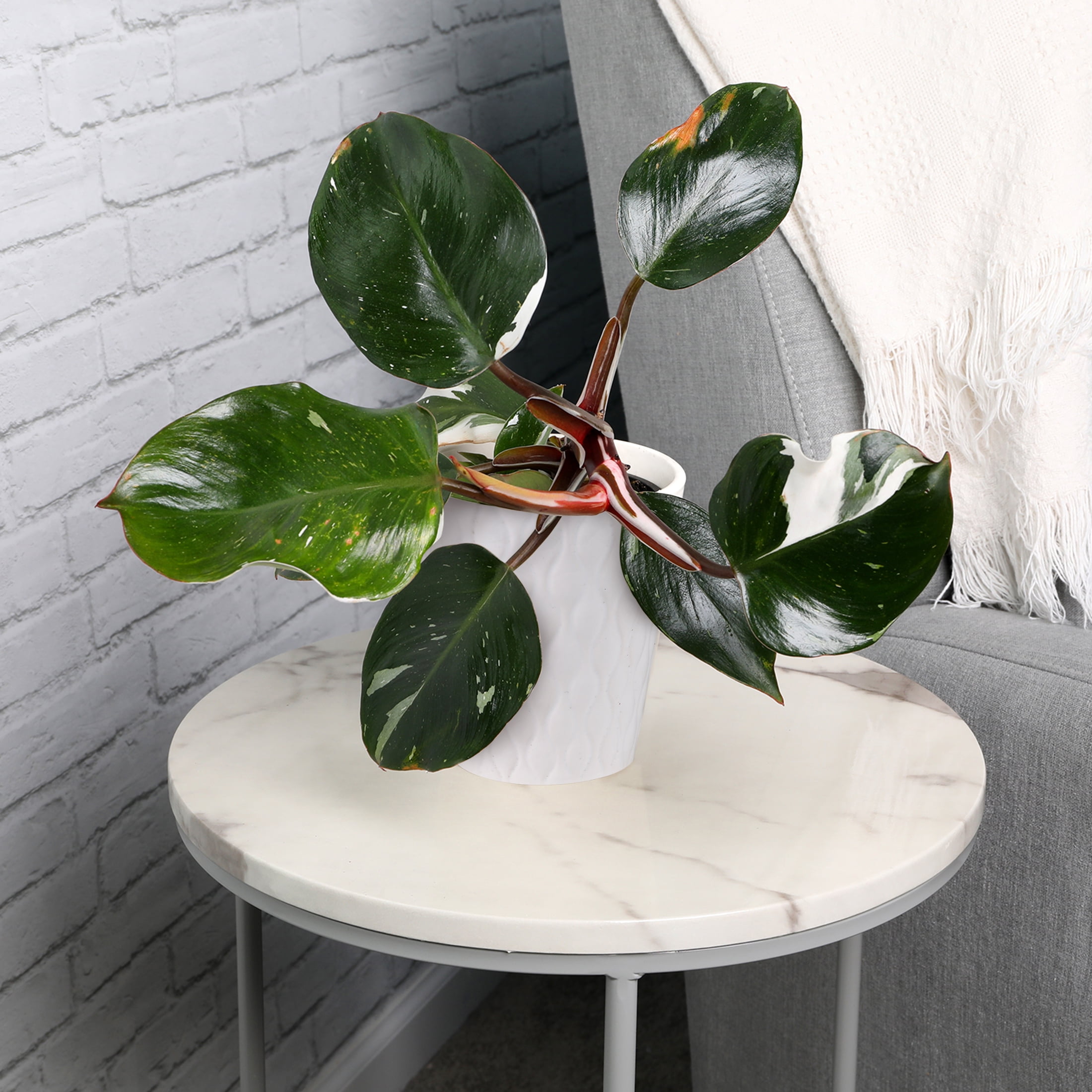 5” White Knight Philo in White Ceramic Live Plant