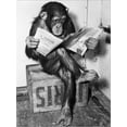thumbnail image 2 of Art.com Chimpanzee Reading Newspaper Stretched Canvas Print Wall Art by Bettmann, 12" x 16", 2 of 4