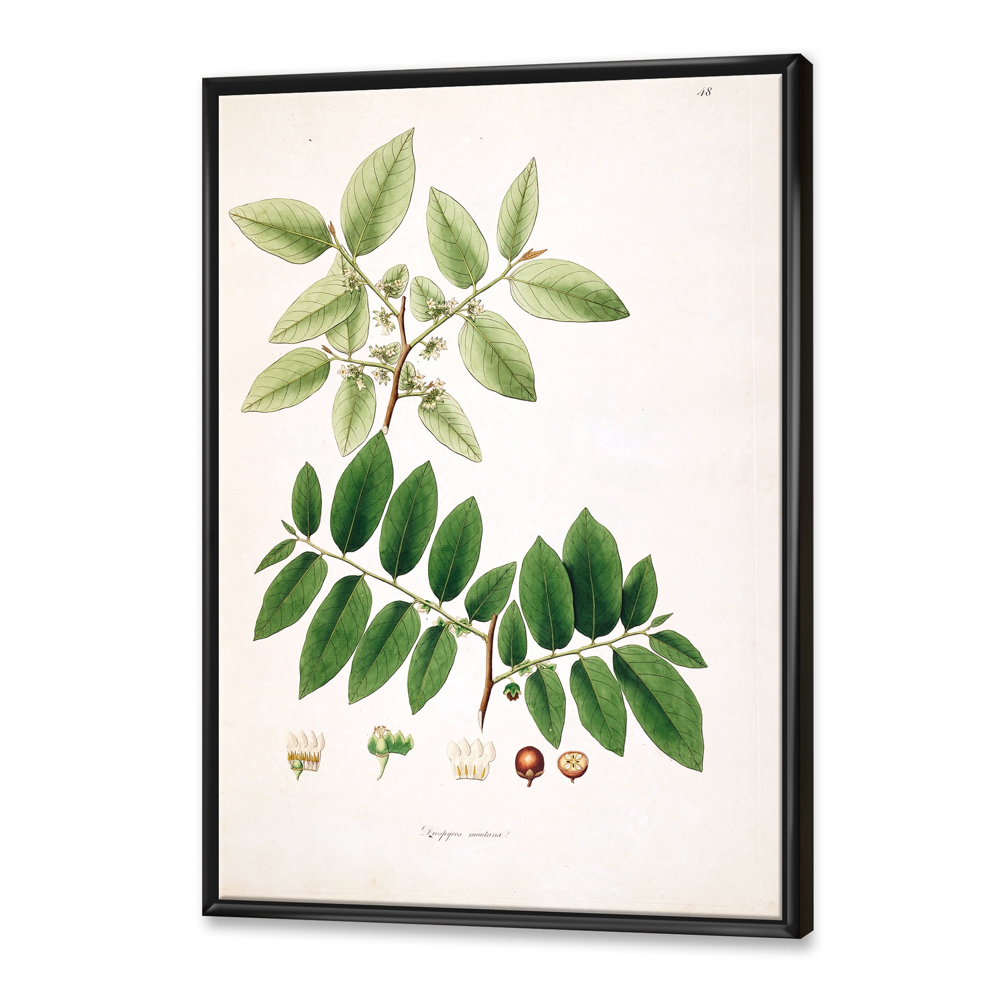 Designart 'Ancient Botanicals XIV' Farmhouse Framed Canvas Wall Art Print