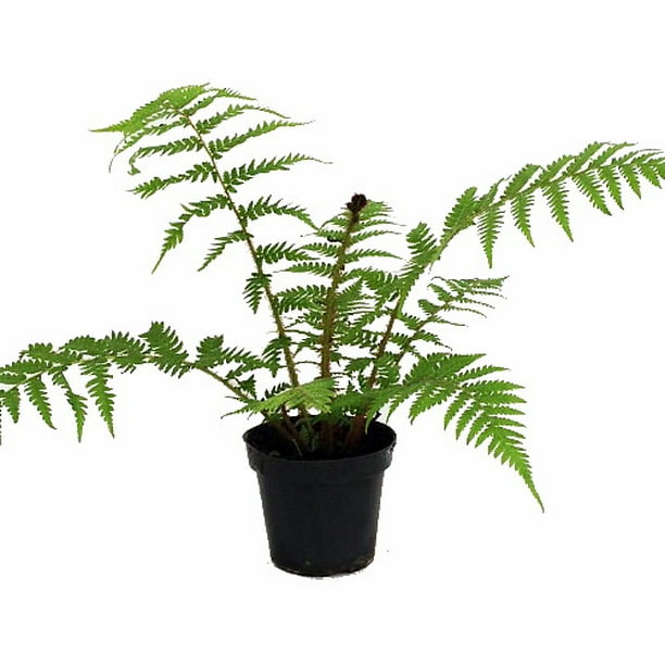 Australian Tree Fern Cyathea cooperi Exotic 6" Pot