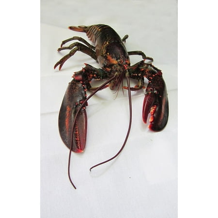 Home Gourmet Food - LAMINATED POSTER Lobster Food Maine Lobster Sea Seafood Gourmet Poster 24x16 Decal