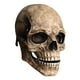 thumbnail image 1 of Máscara de calavera Sunnimix para Halloween Tocado de esqueleto, 1 of 8